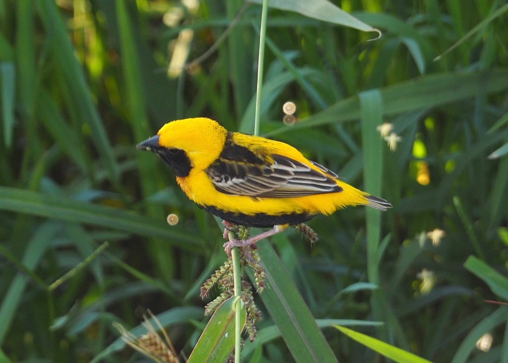Yellow-Crowned Bishop