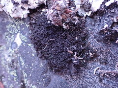 Scytinium lichenoides