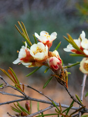Chamelaucium uncinatum
