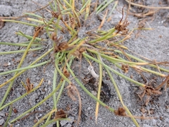 Cyperus pannonicus
