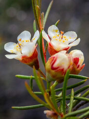 Chamelaucium uncinatum