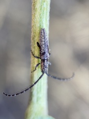 Dorcasta cinerea
