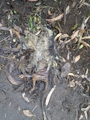 Didelphis pernigra