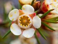 Chamelaucium uncinatum