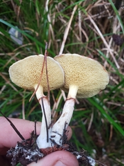 Suillus umbonatus