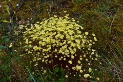 Splachnum luteum