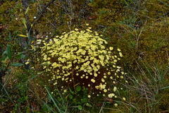 Splachnum luteum