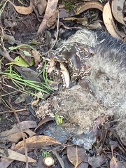Didelphis pernigra