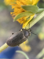 Bothrotes canaliculatus