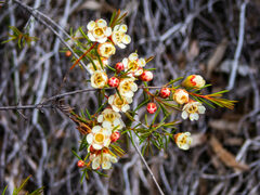 Chamelaucium uncinatum