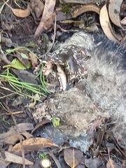 Didelphis pernigra
