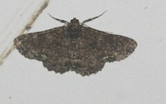 Paradromulia ambigua