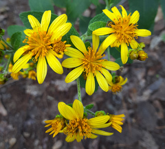 Verbesina sphaerocephala