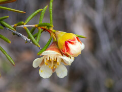 Chamelaucium uncinatum