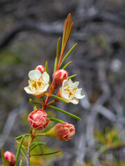 Chamelaucium uncinatum