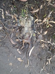 Didelphis pernigra
