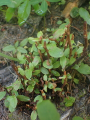Calyptospora