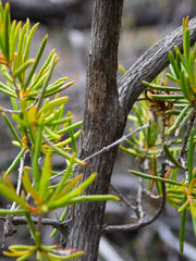 Chamelaucium uncinatum