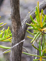 Chamelaucium uncinatum