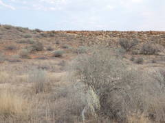 Crotalaria spartioides