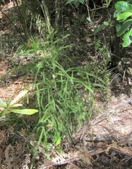 Dacrydium cupressinum