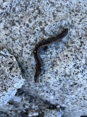 Californiulus