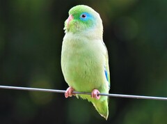 Forpus conspicillatus