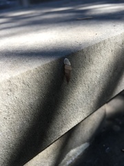 Papillifera papillaris