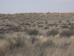 Crotalaria spartioides