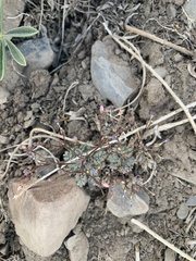 Gilia
