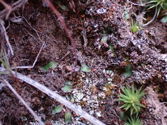 Mannia fragrans