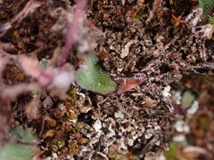 Mannia fragrans