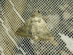 Pandesma robusta