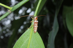 Cerambycidae