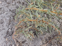 Suaeda pannonica