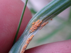 Puccinia calochorti