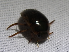 Tropisternus collaris