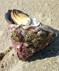 Megastraea undosa