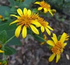 Verbesina sphaerocephala