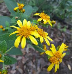 Verbesina sphaerocephala