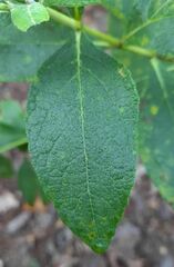 Verbesina sphaerocephala