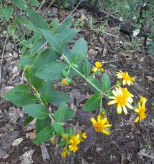 Verbesina sphaerocephala