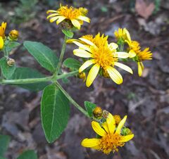 Verbesina sphaerocephala