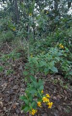 Verbesina sphaerocephala