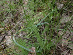 Calochortus macrocarpus macrocarpus