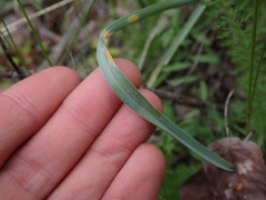 Calochortus macrocarpus macrocarpus