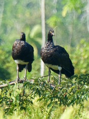 Anhima cornuta