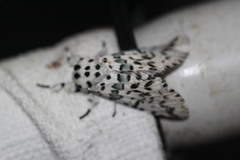 Kamalia australis
