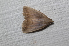 Simplicia armatalis