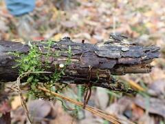 Mollisia sublividula